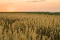 Wheat field. Golden ears of wheat on the field. Background of ripening ears of meadow wheat field. Rich harvest