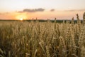 Wheat field. Golden ears of wheat on the field. Background of ripening ears of meadow wheat field. Rich harvest