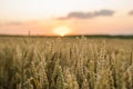 Wheat field. Golden ears of wheat on the field. Background of ripening ears of meadow wheat field. Rich harvest