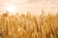 Wheat field in golden glow of the sun Royalty Free Stock Photo