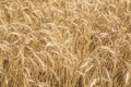 Wheat field Royalty Free Stock Photo