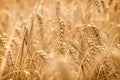 Wheat field - golden grain of wheat, beautiful crop field