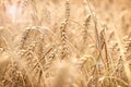 Wheat field, field of grain with lens flare-sun flare, grain field in the sun, wheat field bathed in sun Royalty Free Stock Photo