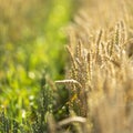 Wheat field with golden and green ears in rows Royalty Free Stock Photo
