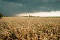 Wheat field with golden ripe ears of corn against a dark stormy sky. Harvesting in the fall, threat of crop failure Royalty Free Stock Photo