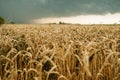 Wheat field with golden ripe ears of corn against a dark stormy sky. Harvesting in the fall, threat of crop failure Royalty Free Stock Photo