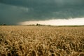 Wheat field with golden ripe ears of corn against a dark stormy sky. Harvesting in the fall, threat of crop failure Royalty Free Stock Photo