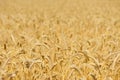 Wheat field golden ripe harvest ready Royalty Free Stock Photo