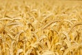 Wheat field golden ripe harvest ready Royalty Free Stock Photo