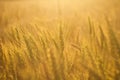 Wheat Field in Golden Sunlight