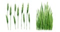 Green Wheat Grass. Cereal Field Plant Watercolour illustration isolated on white background.