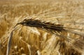 Wheat field Royalty Free Stock Photo