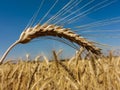 Wheat field Royalty Free Stock Photo