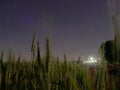 Wheat field and a grain silo with lights on in the background Royalty Free Stock Photo