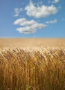 Wheat, field and grass with clouds in sky for wellness, nature and countryside for harvest. Landscape, straw and golden