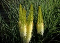 Salvia nemorosa Eremurus stenophyllus prairie flower bed with large sage perennials and tall yellow tips that bloom gradually from Royalty Free Stock Photo