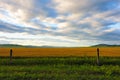 Wheat field in grassland