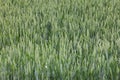Wheat field green background details shot Royalty Free Stock Photo