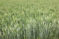 Wheat field green background details shot Royalty Free Stock Photo