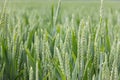 Wheat field green background details shot Royalty Free Stock Photo