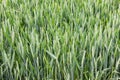 Wheat field green background nature Royalty Free Stock Photo