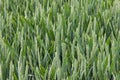 Wheat field green background nature Royalty Free Stock Photo