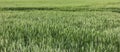 Wheat field green background nature Royalty Free Stock Photo