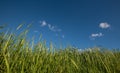 Wheat field with green cereal plants against blue sky. Royalty Free Stock Photo