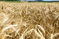 A wheat field in the green countryside in Europe, France, Burgundy, Nievre, towards Chateau Chinon, in summer on a sunny day