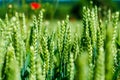 Wheat field. Green ears of wheat