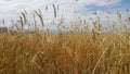 In a wheat field green ears of wheat quietly move from a soft wind Royalty Free Stock Photo