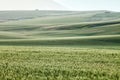 Wheat growing in the rolling farm fields of Idaho Royalty Free Stock Photo
