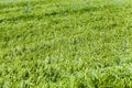 wheat field with green immature wheat plants