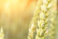 Wheat field green rye plant. Cereal bread grain in farm landscape on sunset sky golden background. Agriculture summer Royalty Free Stock Photo