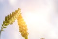 Wheat field green rye plant. Cereal bread grain in farm landscape on sunset sky golden background. Agriculture summer Royalty Free Stock Photo