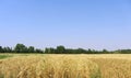 Wheat field with green trees background Royalty Free Stock Photo