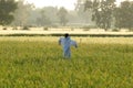 Scare Crow in Wheat Field. Royalty Free Stock Photo