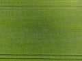The wheat field is green. Young wheat on the field. View from above. Textural background of green wheat. Green grass. Royalty Free Stock Photo