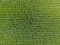 The wheat field is green. Young wheat on the field. View from above. Textural background of green wheat. Green grass. Royalty Free Stock Photo