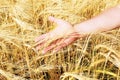 Wheat field and the hand`s man holding ears of wheat Royalty Free Stock Photo