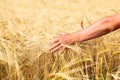 Wheat field and the hand`s man holding ears of wheat Royalty Free Stock Photo