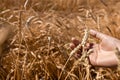 Wheat field. Hands holding ears of golden wheat close up. Background of ripening ears of wheat field. Rich harvest Royalty Free Stock Photo