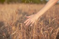Wheat field. Hands holding ears of golden wheat close up. Royalty Free Stock Photo