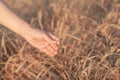 Wheat field. Hands holding ears of golden wheat close up. Royalty Free Stock Photo