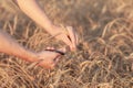 Wheat field. Hands holding ears of golden wheat close up. Royalty Free Stock Photo