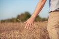 Wheat field. Hands holding ears of golden wheat close up. Royalty Free Stock Photo