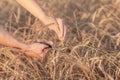 Wheat field. Hands holding ears of golden wheat close up. Royalty Free Stock Photo