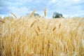 Wheat Field Harvest Royalty Free Stock Photo