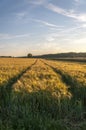 Wheat field before harvest landscape