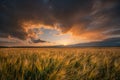 Wheat field. Harvesting theme